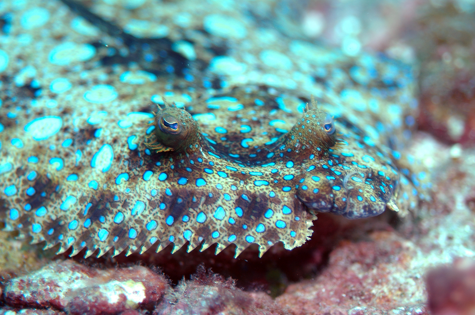 Peacock Flounder