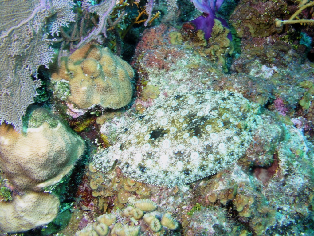 Peacock Flounder