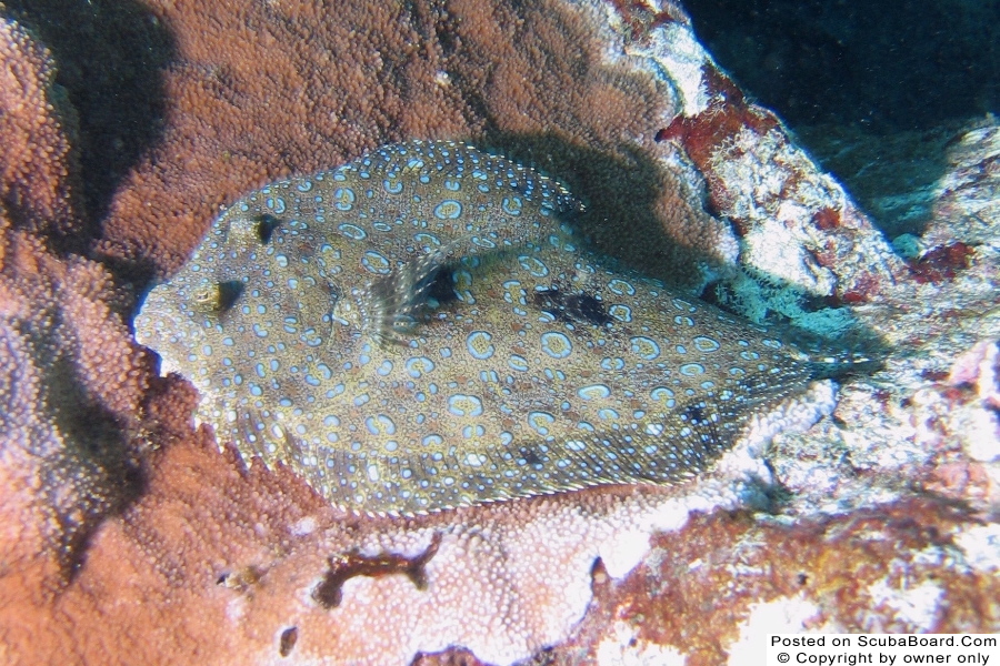 peacock flounder