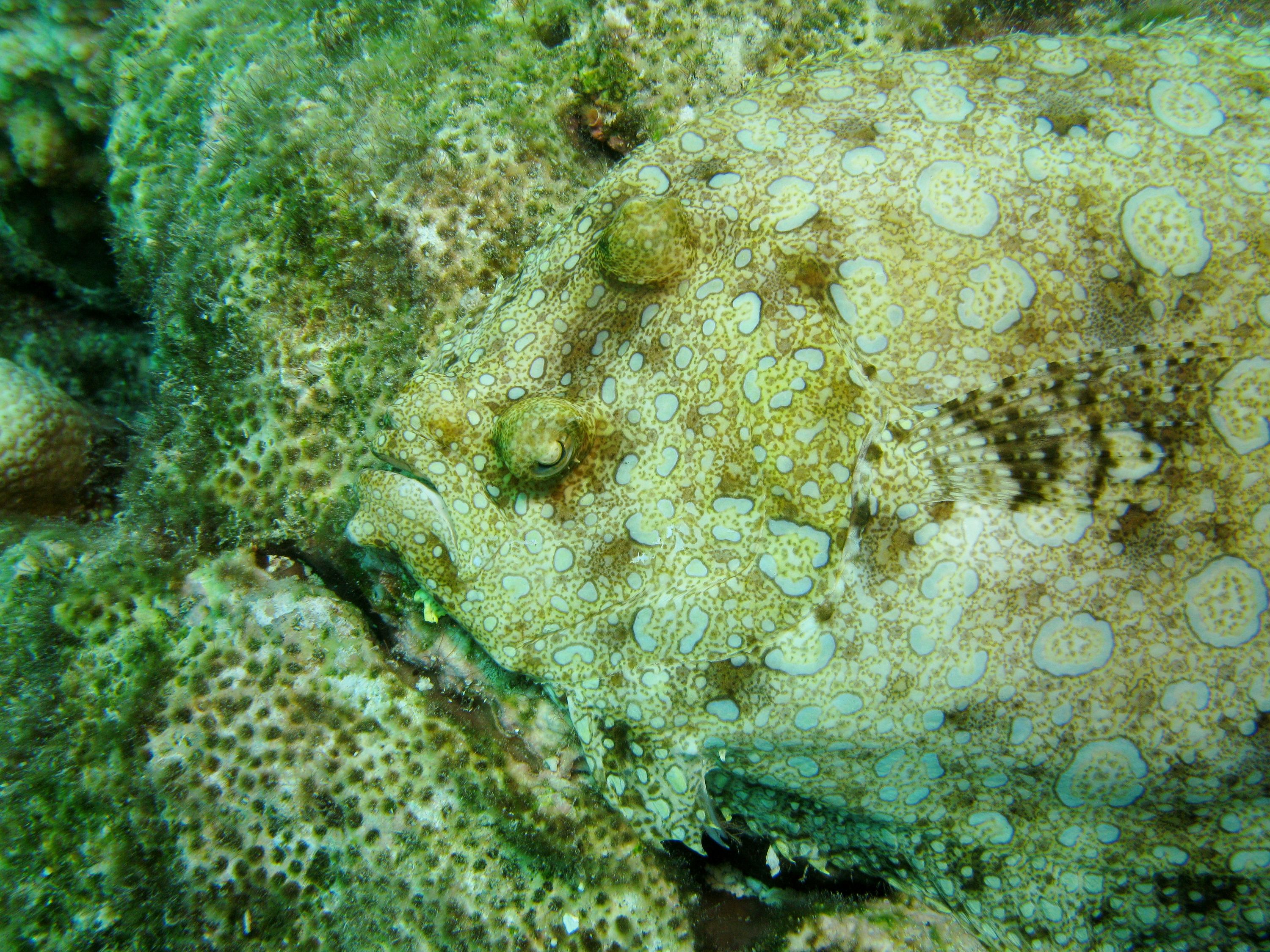 Peacock Flounder