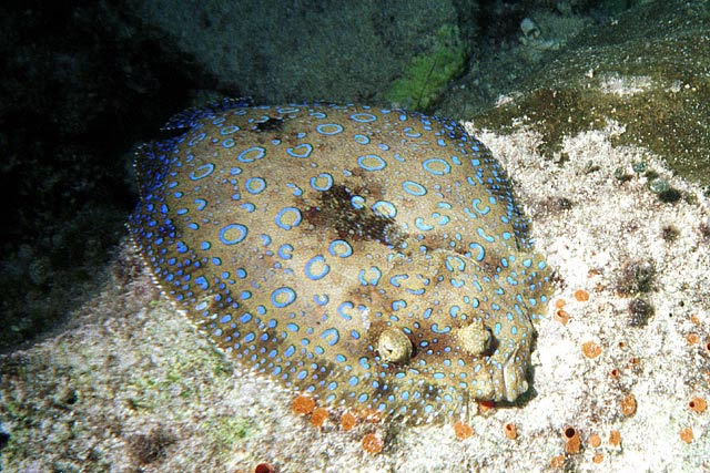 Peacock Flounder