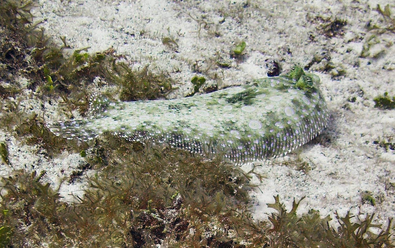 Peacock Flounder