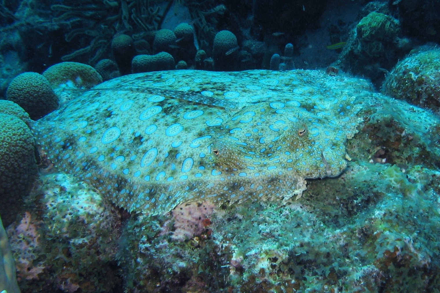 Peacock Flounder