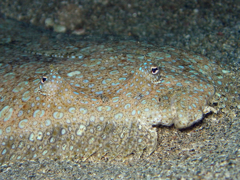 Peacock Flounder