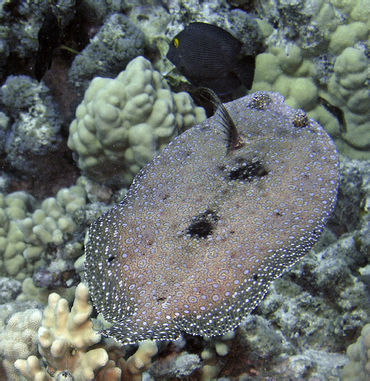 peacock flounder