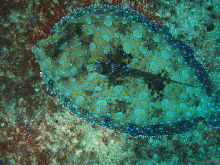 Peacock Flounder