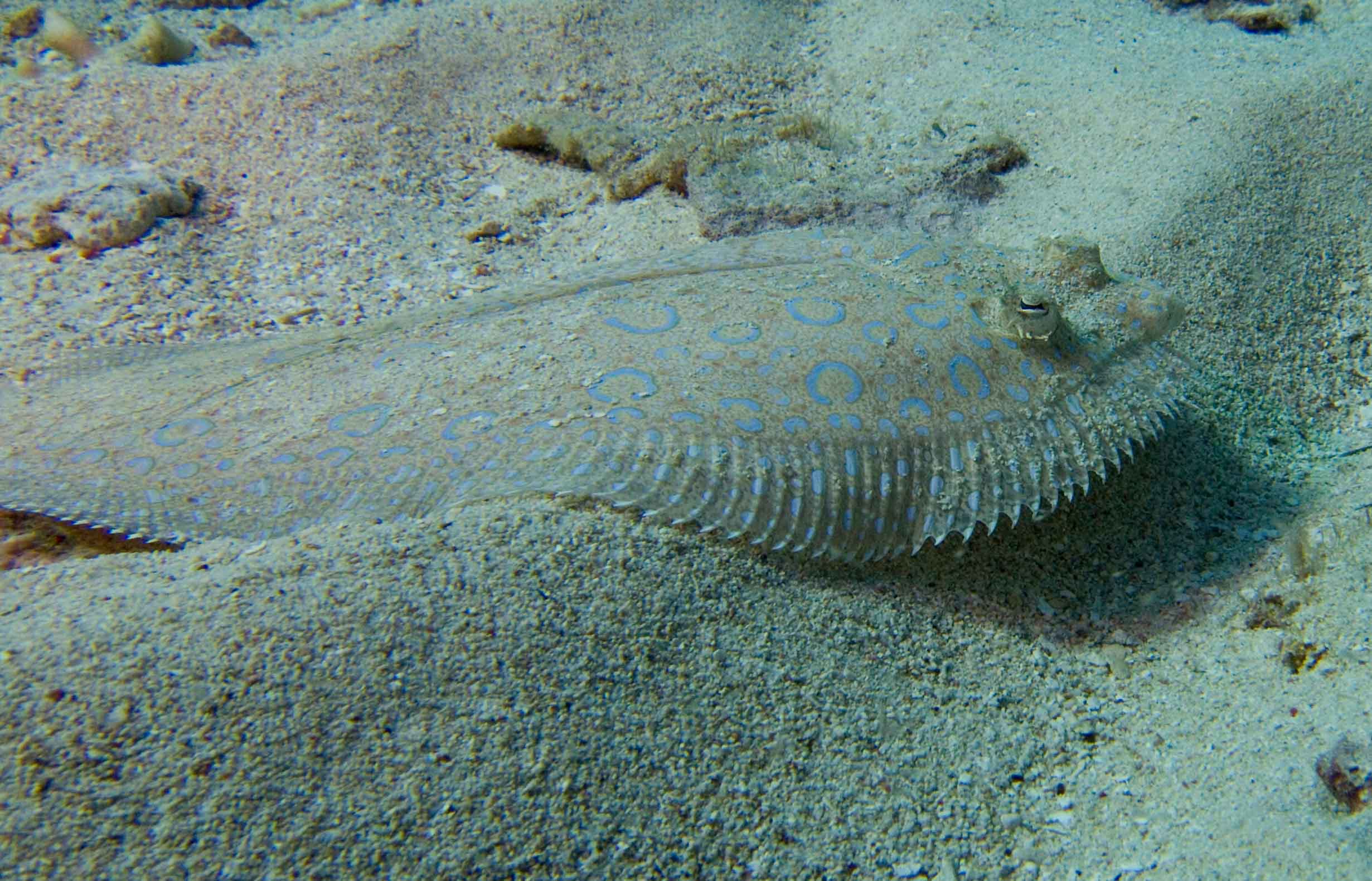 Peacock Flounder