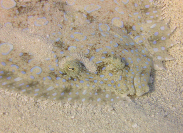 Peacock Flounder