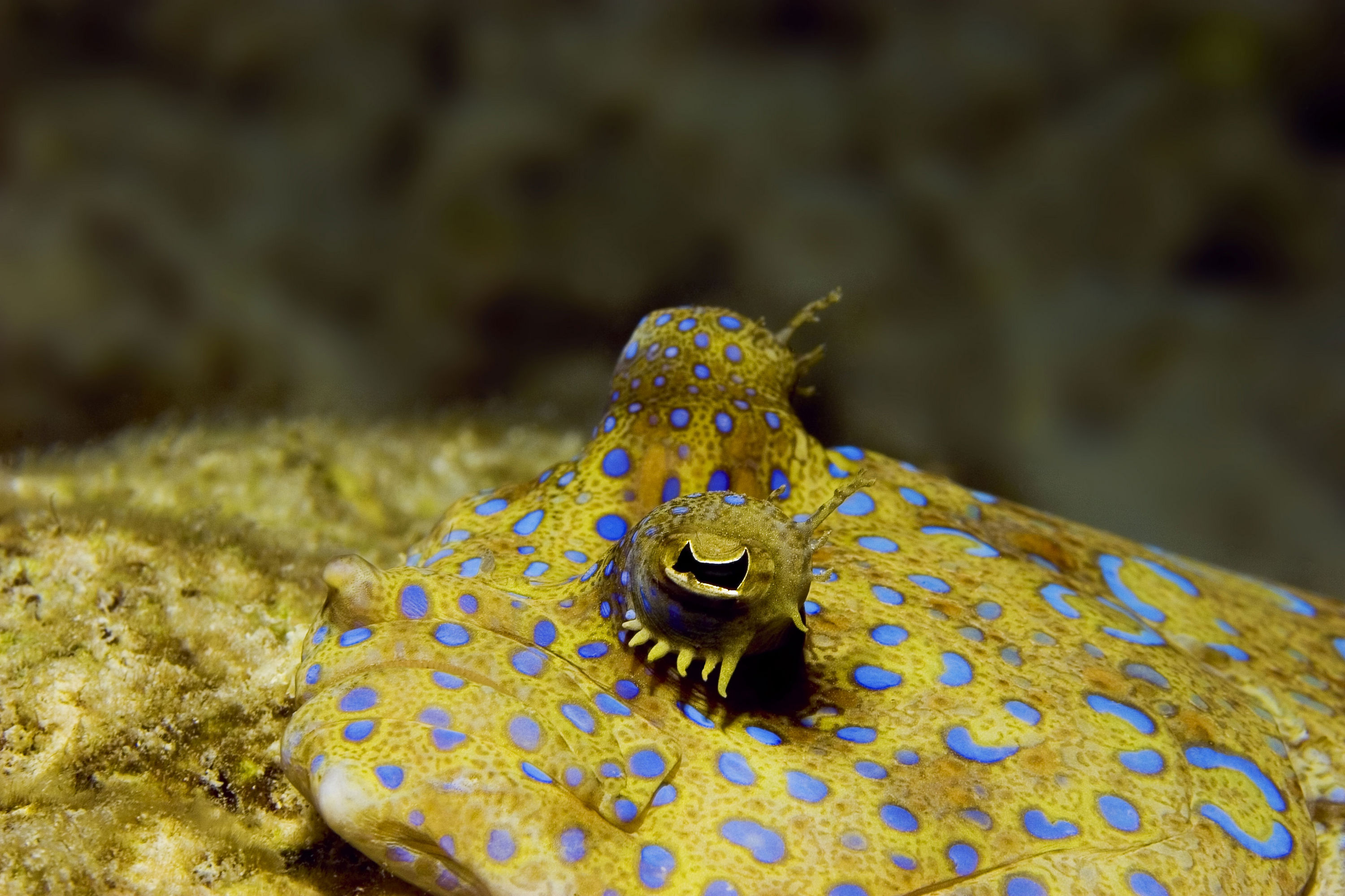 Peacock Flounder