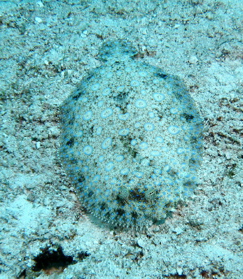 Peacock Flounder