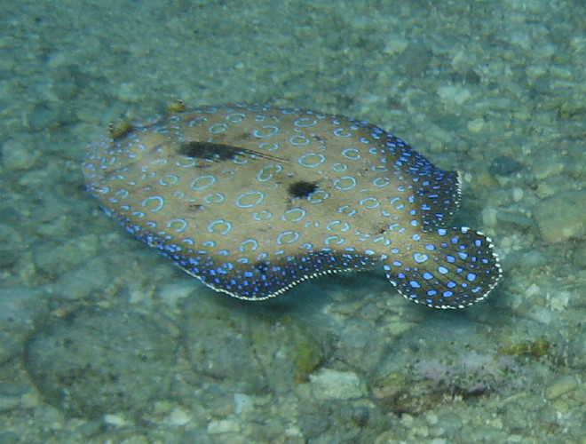 Peacock Flounder