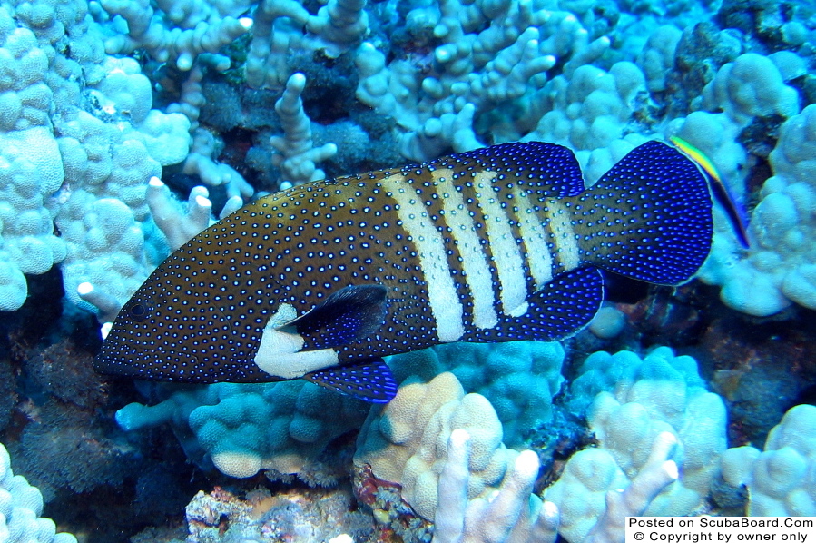 peacock grouper