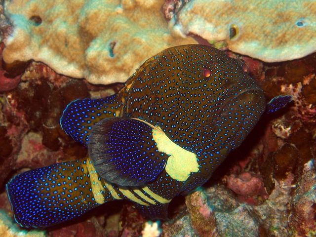 Peacock Grouper