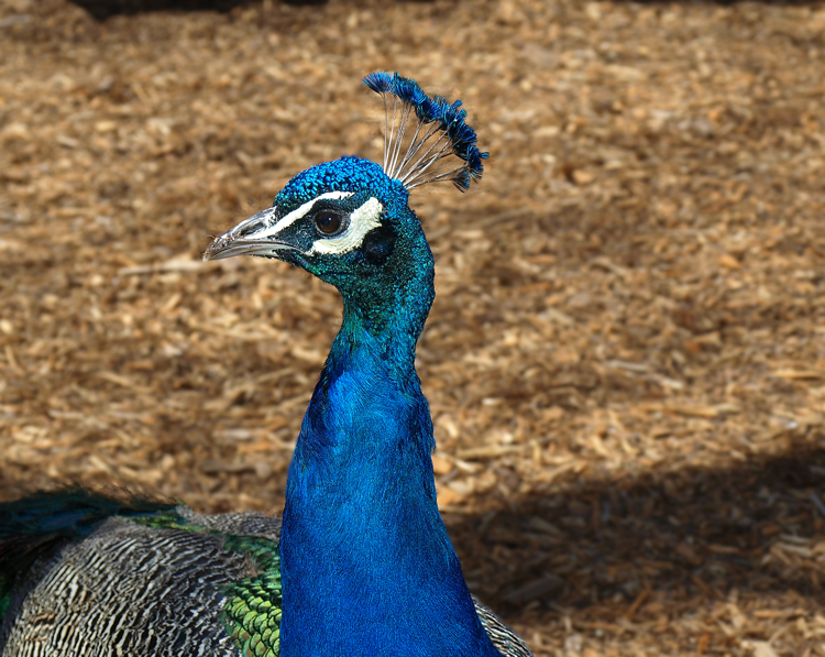 Peacock headshot II