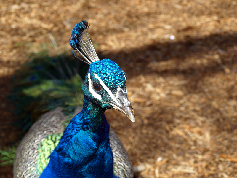 Peacock headshot