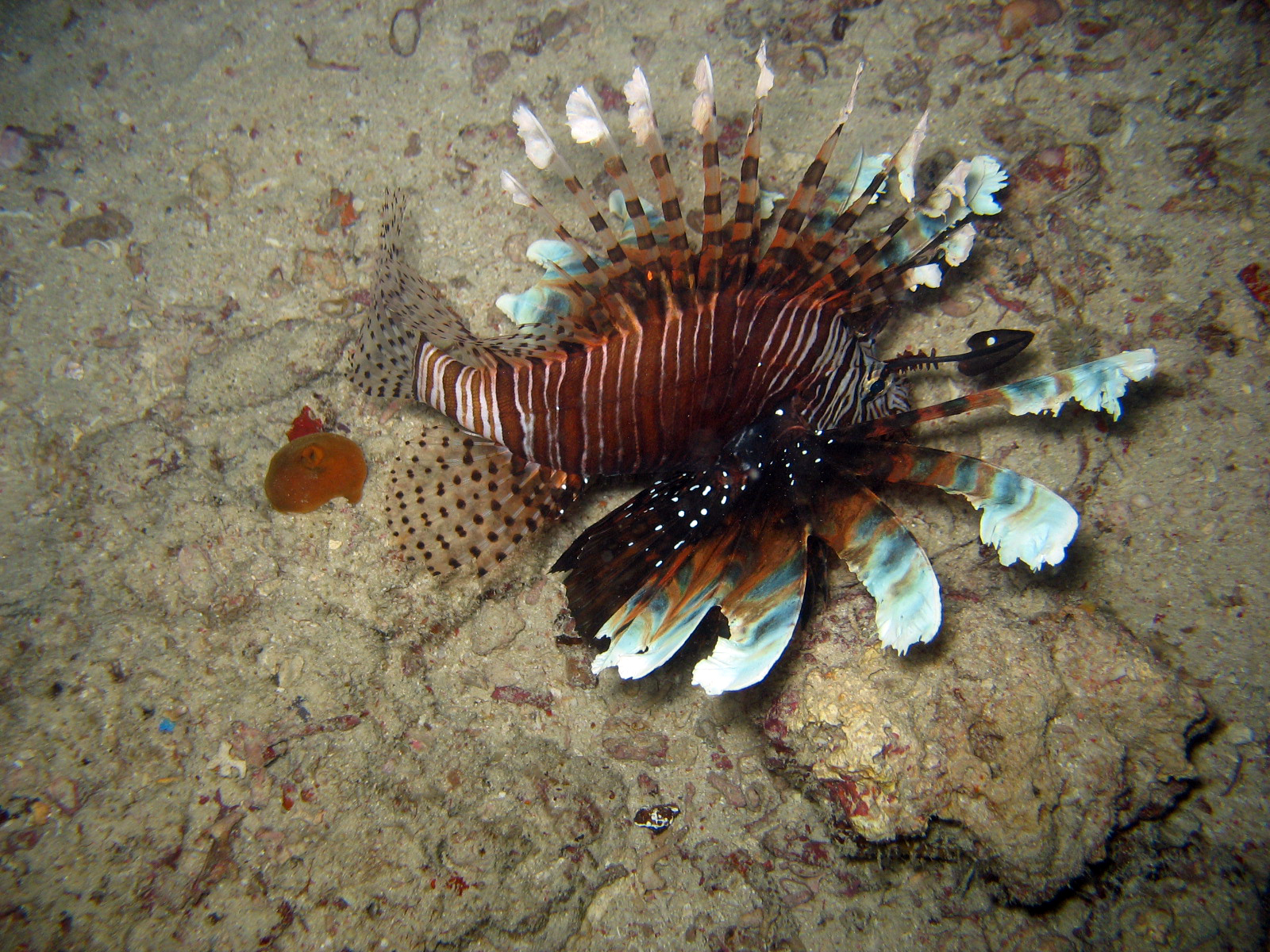 Peacock Lionfish