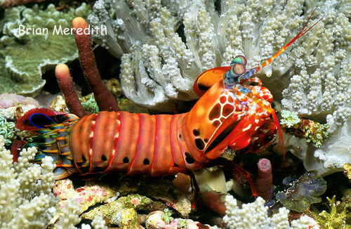 Peacock Mantis Shrimp