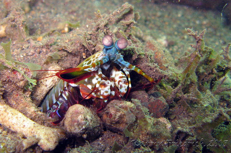 peacock mantisshrimp