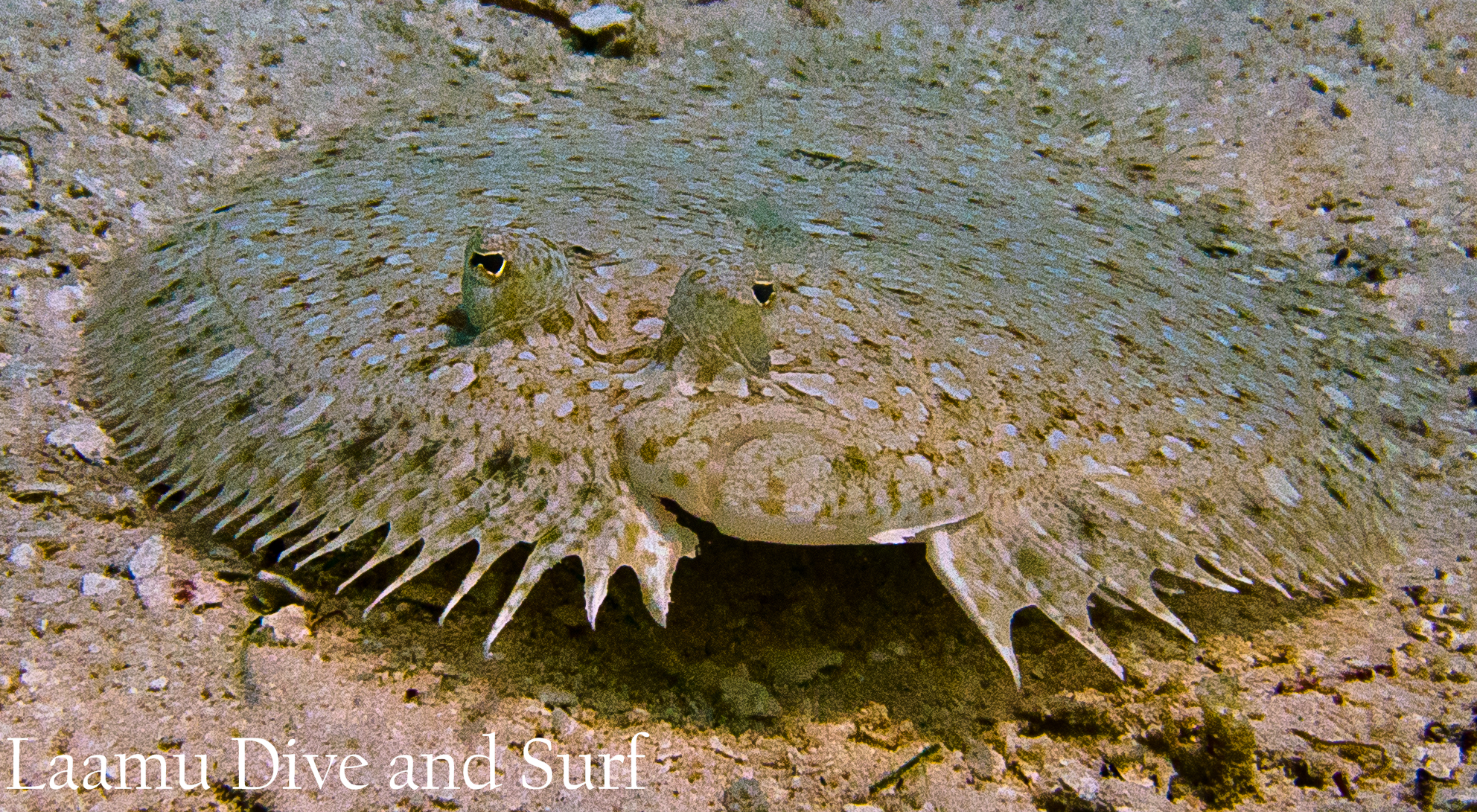 Peacock Sole