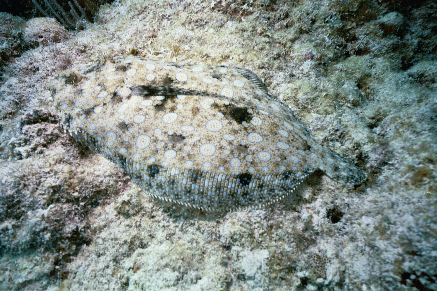 Peacock_Flounder