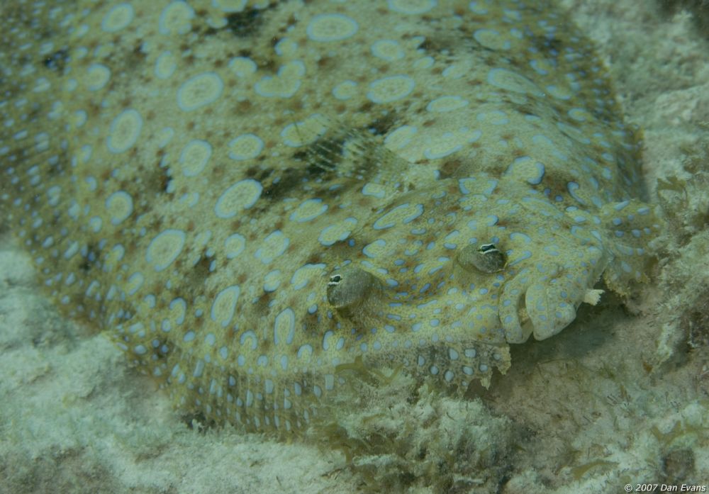 peacock_flounder