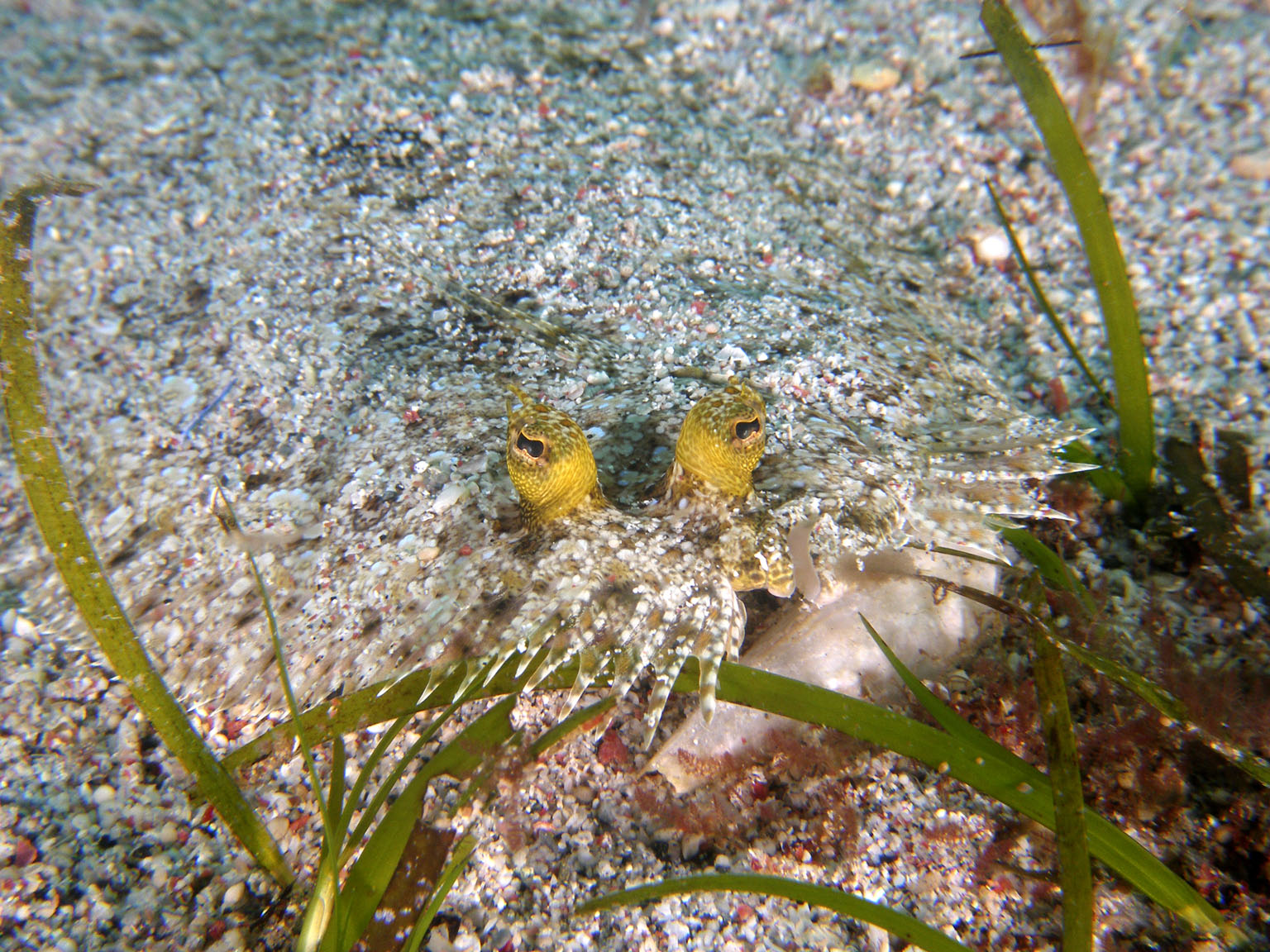 peacock_flounder_eyes