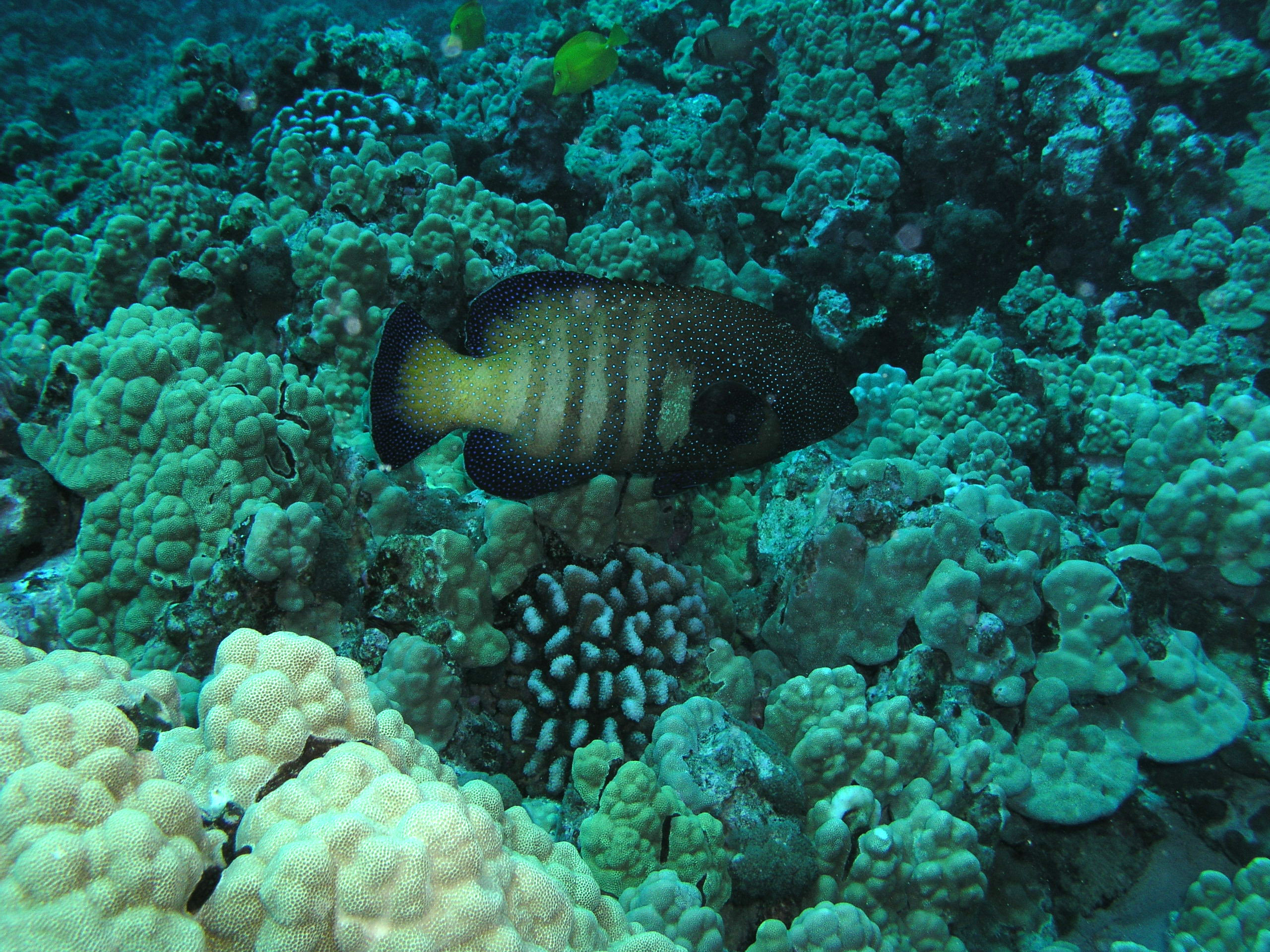 Peacock_grouper