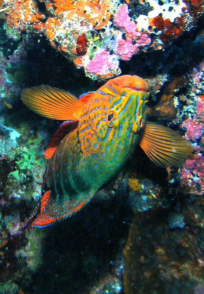 Peacock_Grouper_Nalusuan