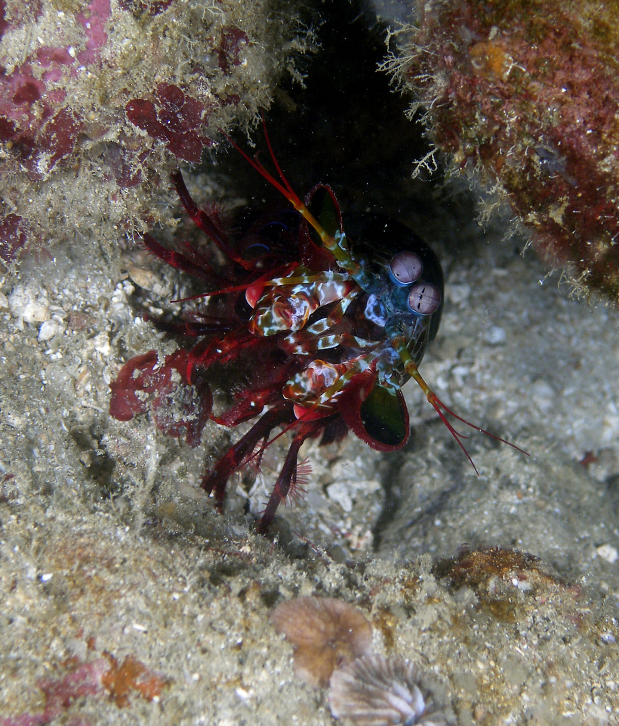 peacock_mantis_shrimp