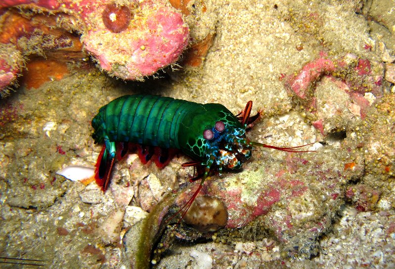 Peacock_mantis_shrimp1
