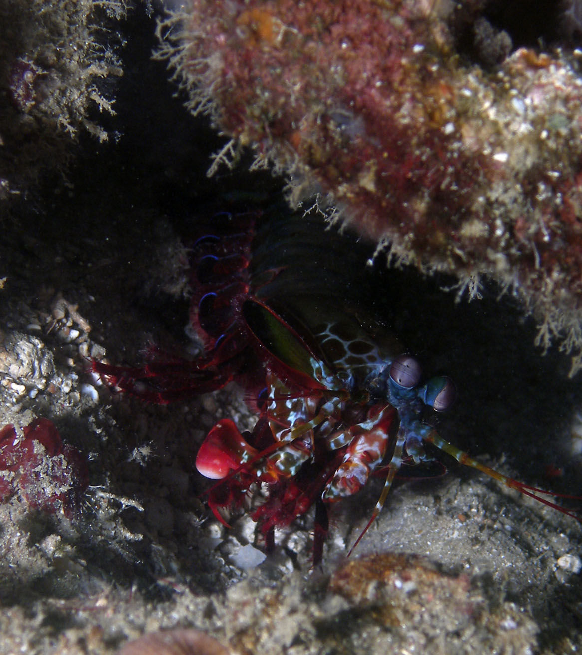 peacock_mantis_shrimp_3