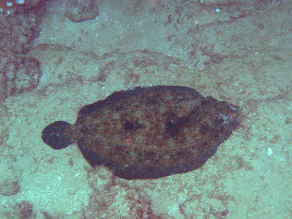 peacockflounder