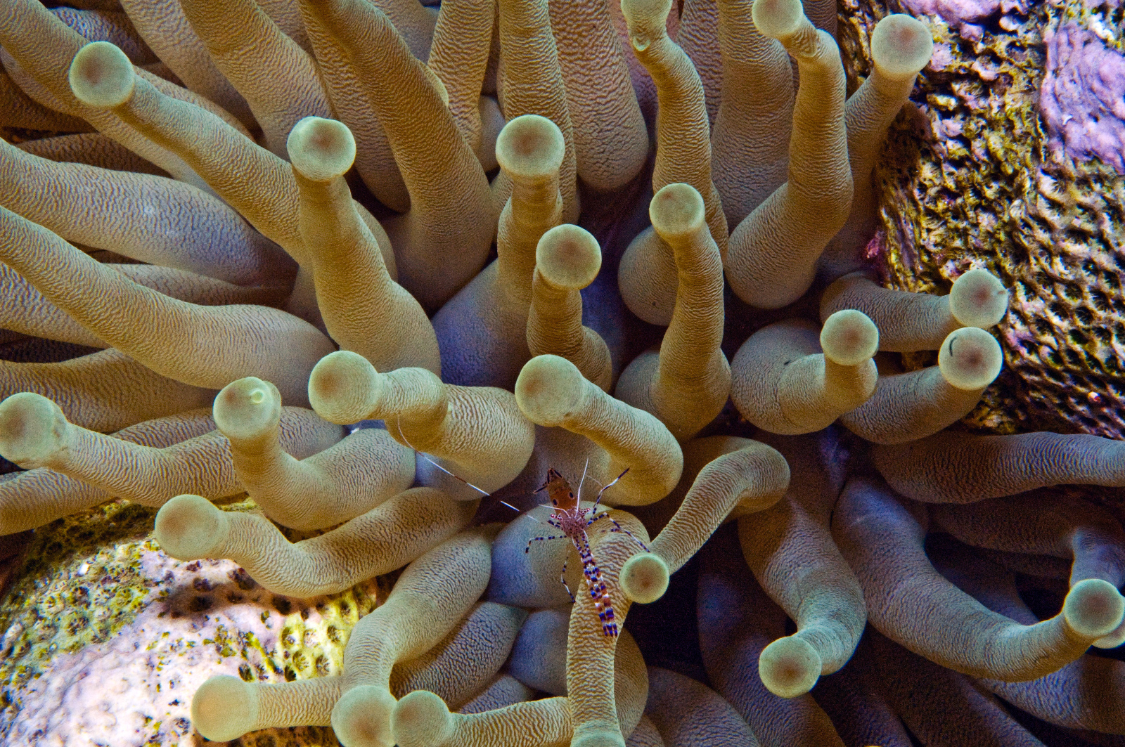 Pederson Cleaner Shrimp