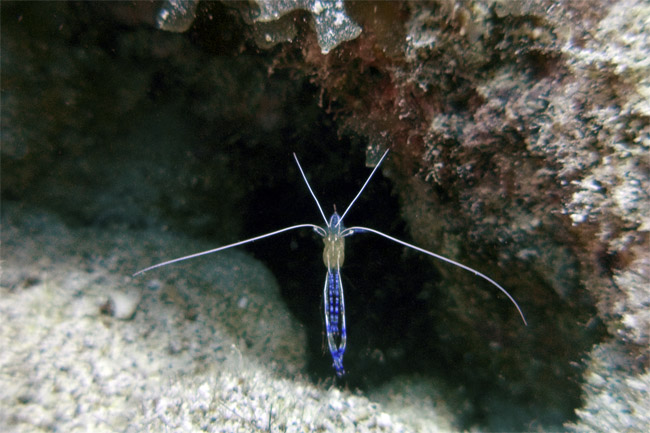 pederson cleaner shrimp