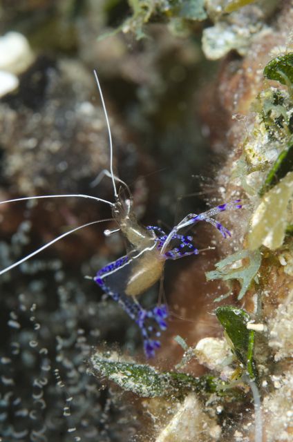 Pederson Cleaner Shrimp