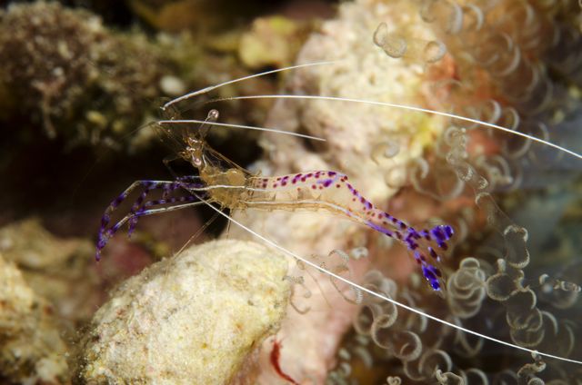 Pederson Cleaner Shrimp