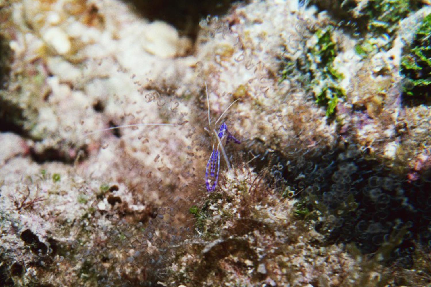 Pederson Cleaner Shrimp