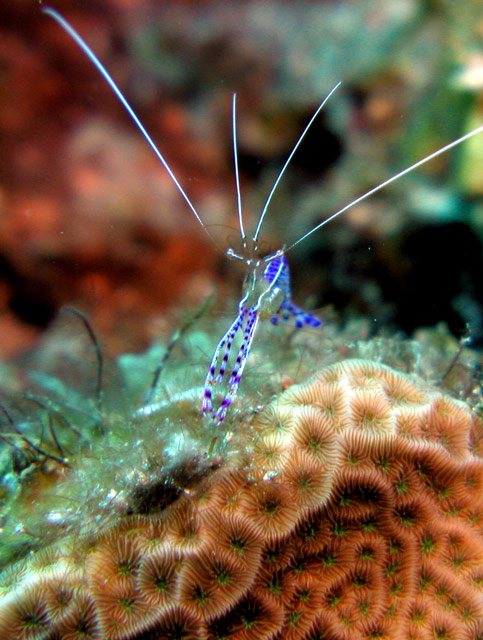 Pederson Cleaning Shrimp