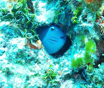 Peekin' at me - Cozumel