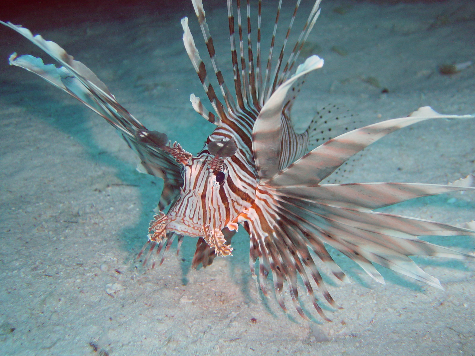 Peixe Dragão