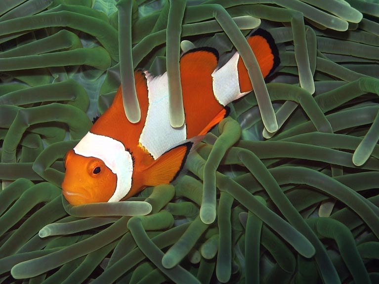 Pelagian clown fish