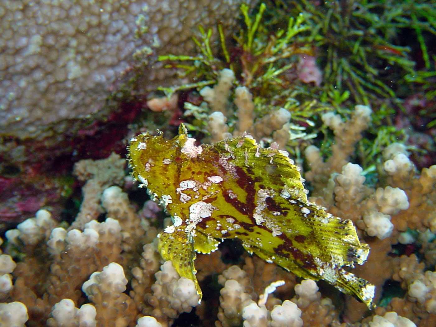 Pelagian Leaf Fish