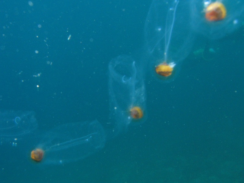 Pelagic Tunicate