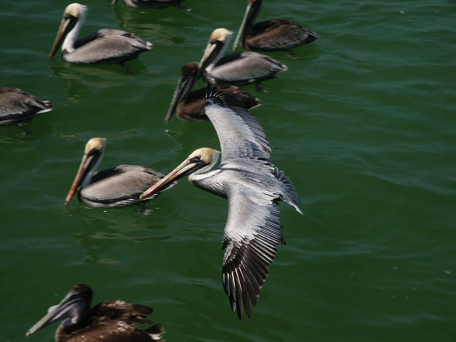 Pelican - Naples Fl Pier