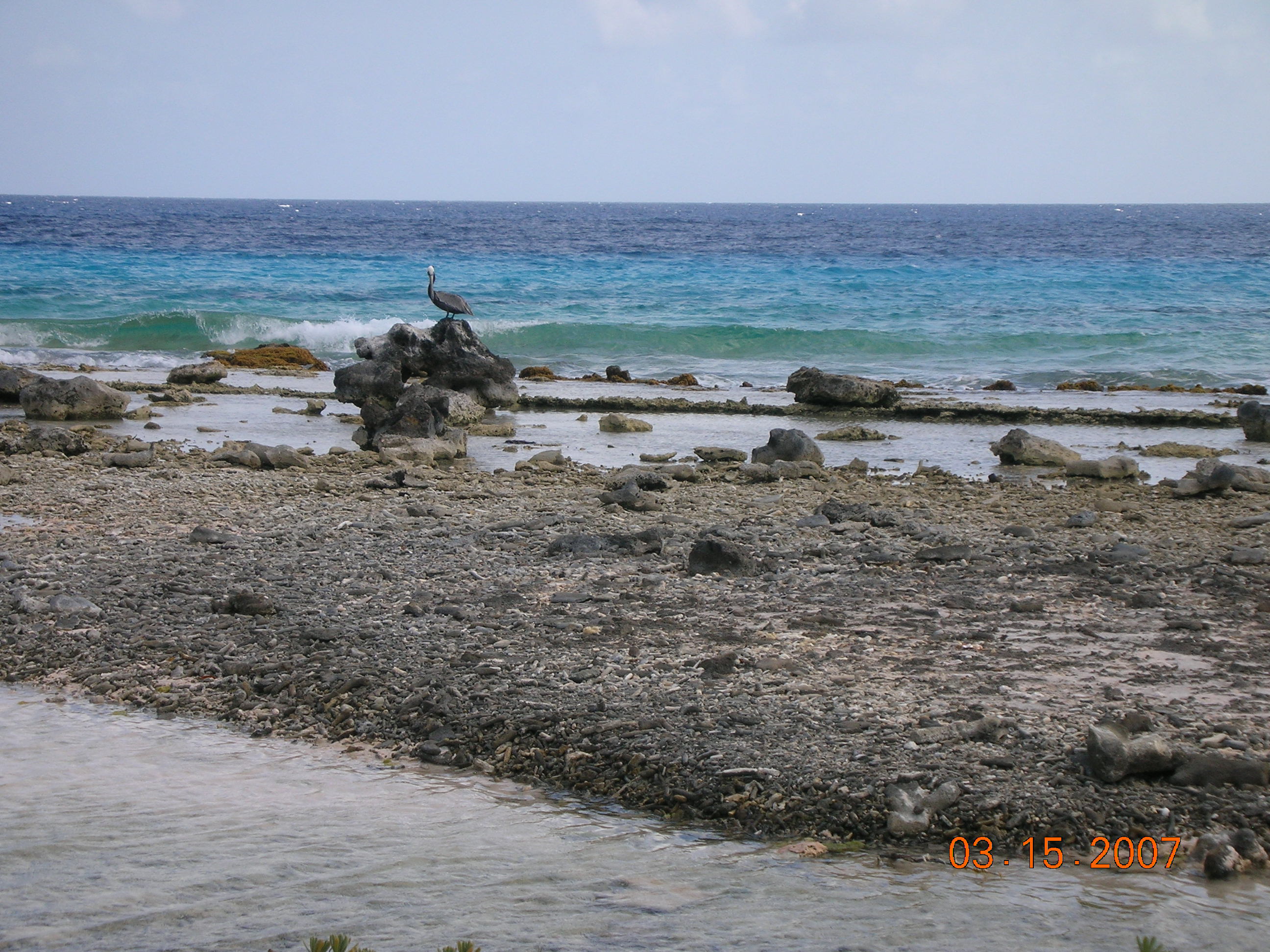 Pelican on the south shore