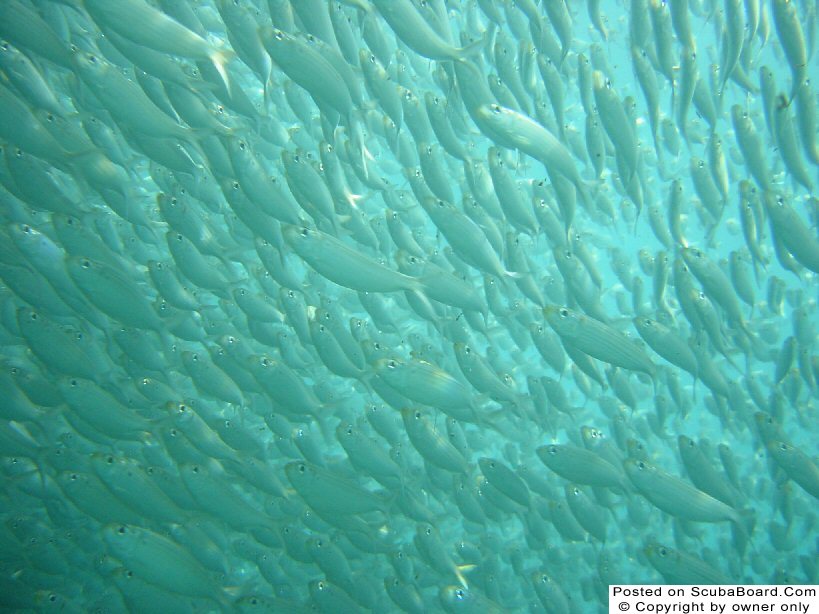 Pelican Shoal, Key West