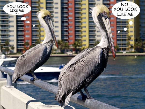 pelican1003201humor