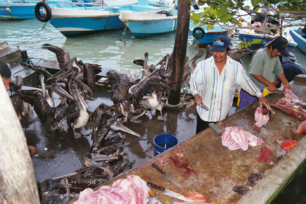 PelicanBuffet