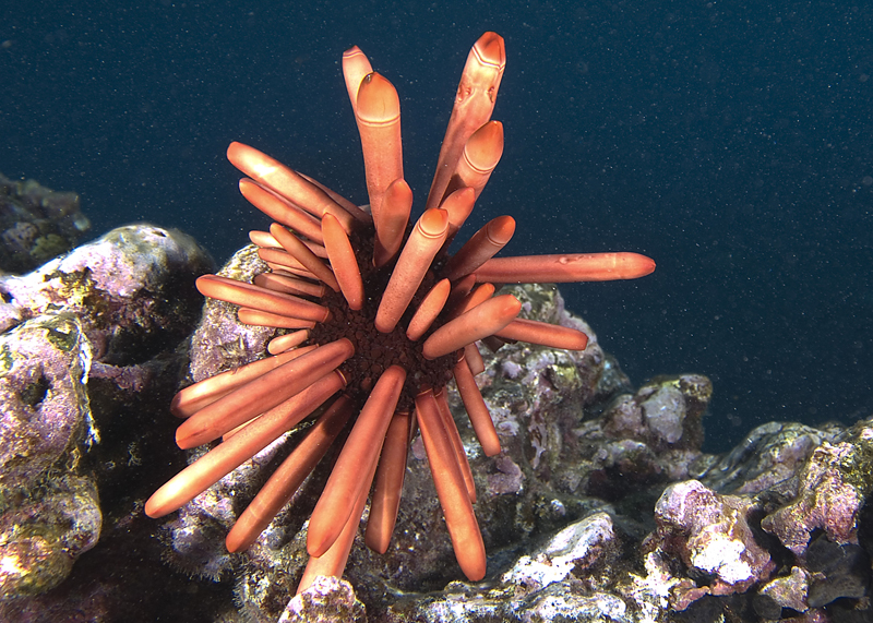 Pencil Urchin