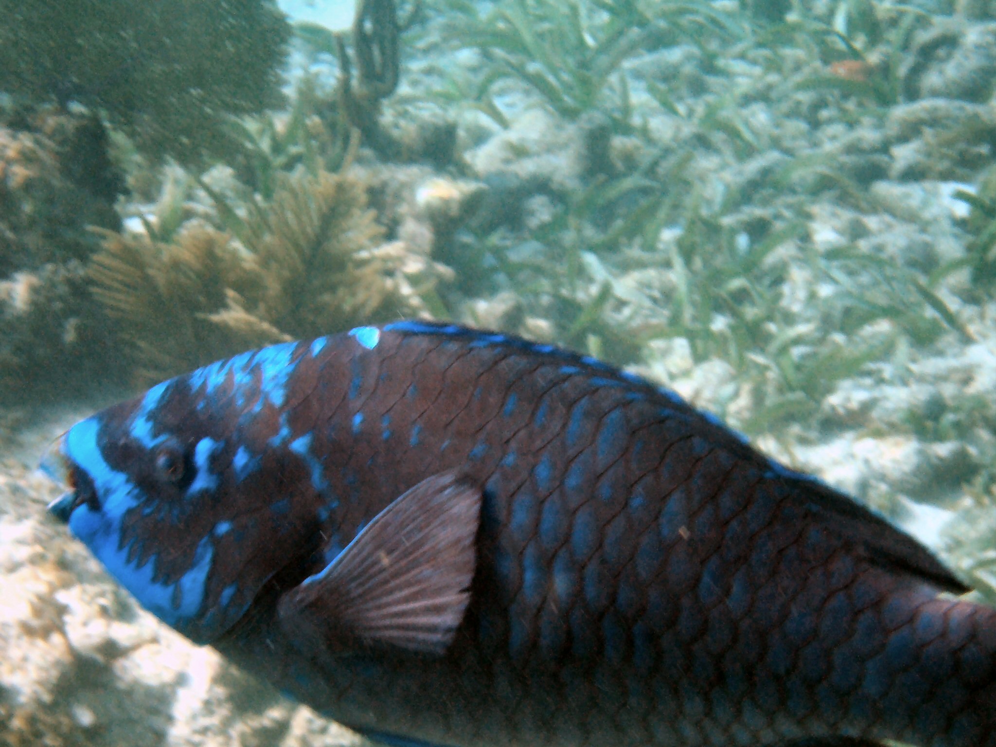 Penekamp Snorkel